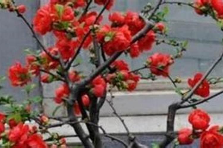 兴平海棠花缓释肥多久施一次肥料？