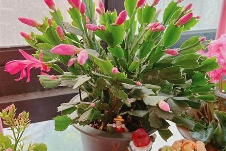 蟹爪兰的叶子软,我施微生物菌剂可以吗