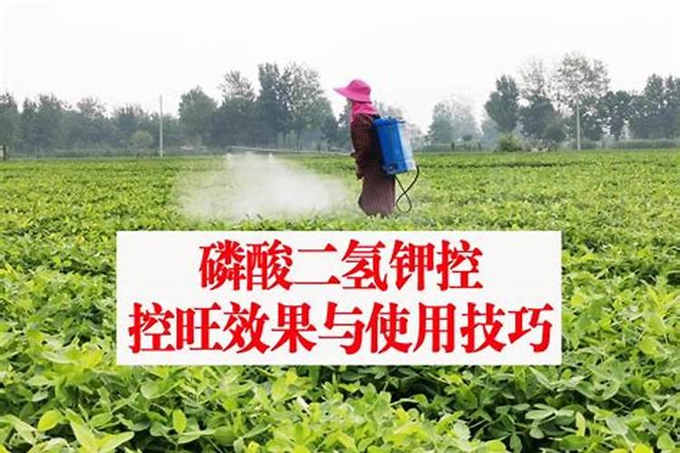 磷酸二氢钾可以根部施肥吗