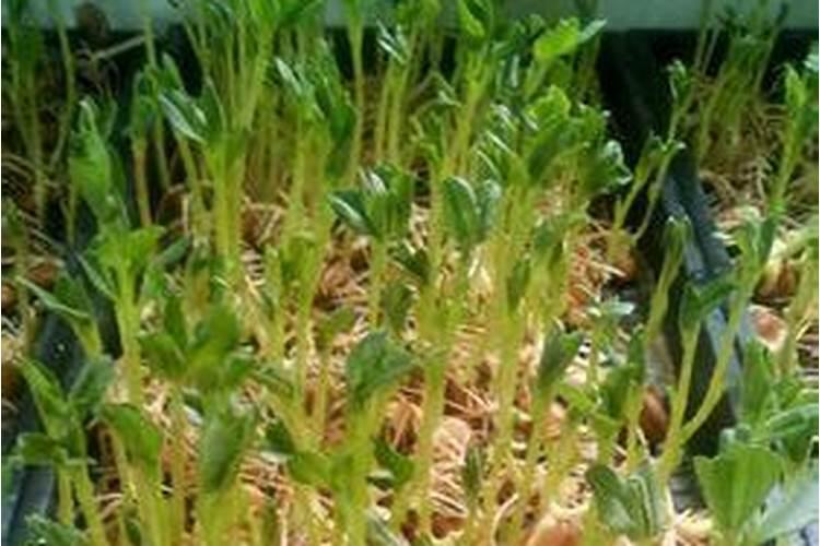 芽苗菜种植栽培时如何防止病虫害
