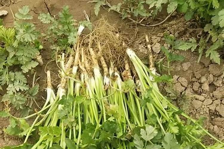 什邡微生物肥料应用前景如何香菜？