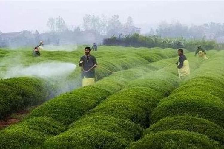 安溪茶叶降解药残