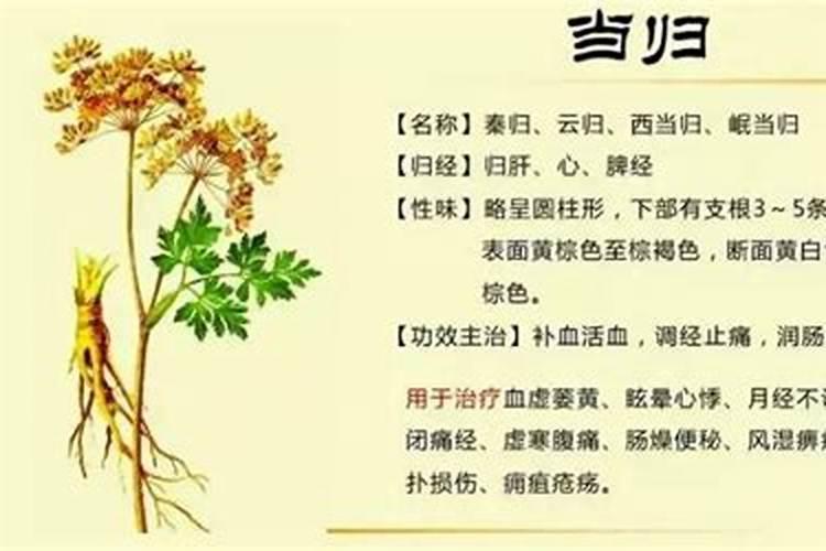 吴忠当归生物菌肥的用途和效果？