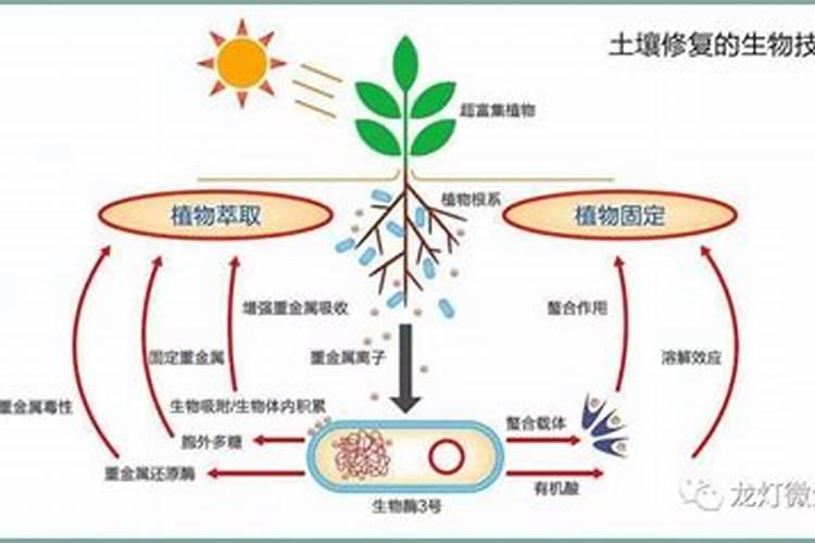 生物有机肥制作过程中常用到的微生物菌剂有哪些？