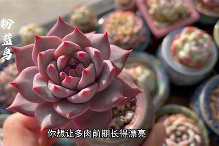 桐乡2025种多肉用控释肥和缓释肥哪个好些？