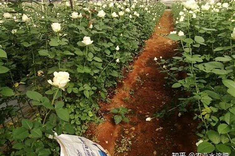 运城水溶肥正规厂家电话是多少号的？
