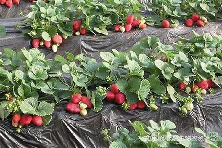 海南2025草莓叶面肥有哪些品种好养活？