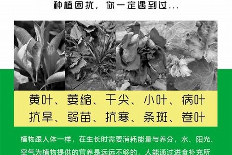 氨基酸叶面肥几天喷施一次好西南？