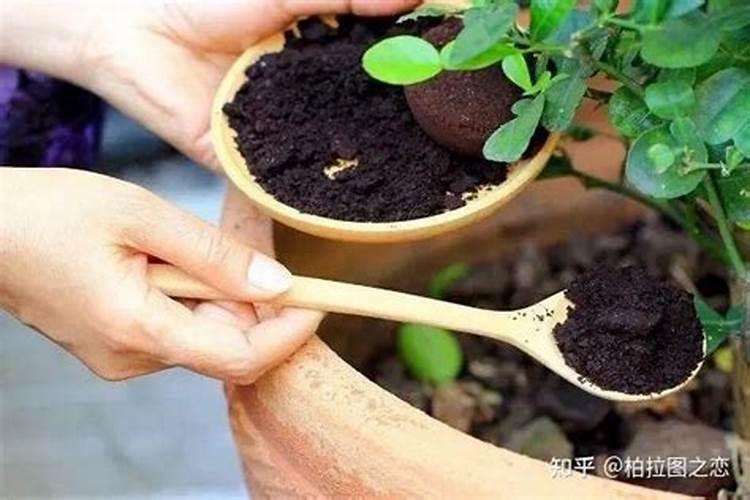 对于千百季的花卉肥料,效果如何‏？施肥是个技术活。