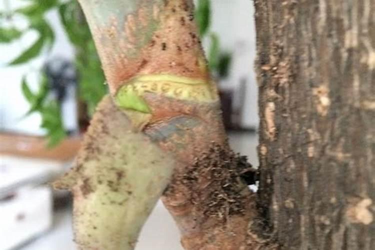 幸福树枝干部份发黑是怎么回事？？？急急急