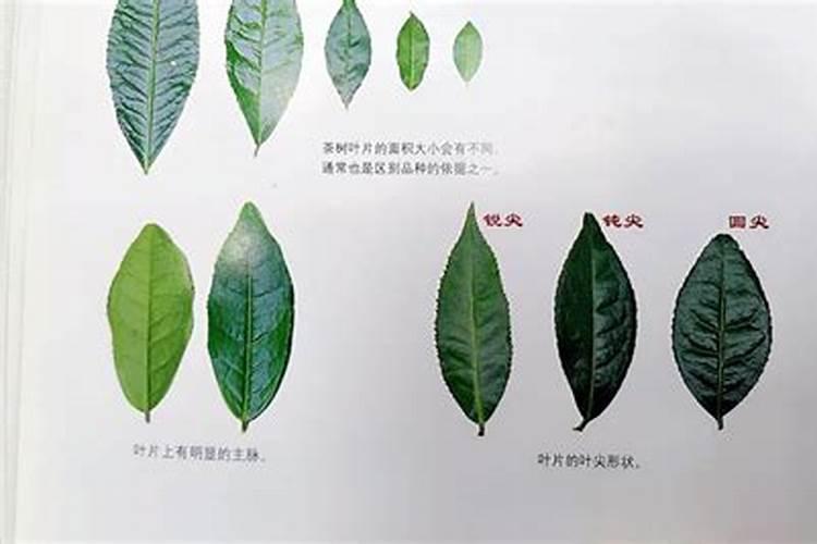 看叶子这是哪个品种？