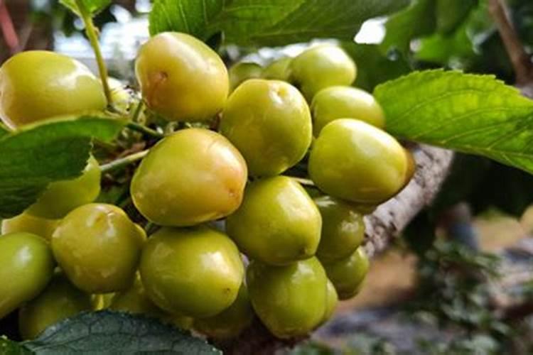 樱桃树大量元素水溶肥料起什么效果？