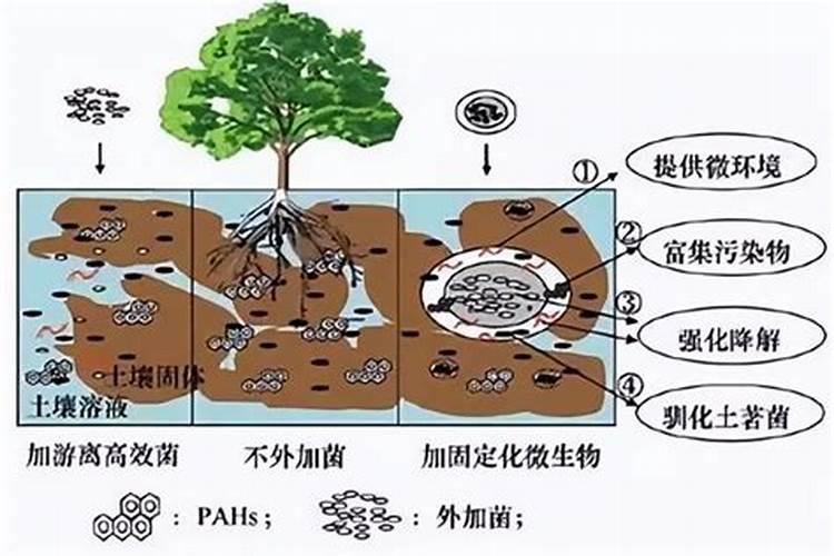 海洋生物菌肥作用