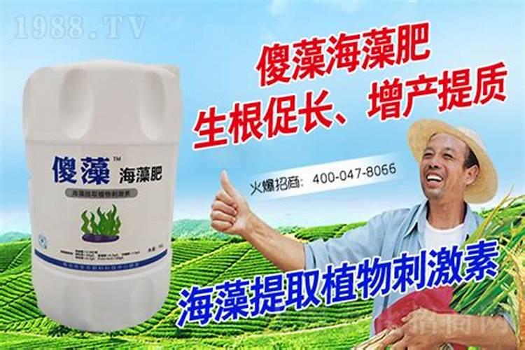 明月海藻肥,有哪些功效？