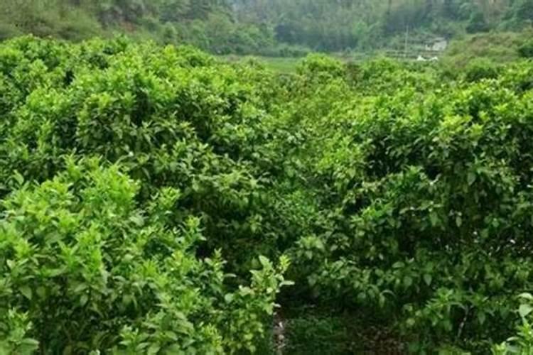 为什么很多农民的砂糖橘今年开花少或者不开花