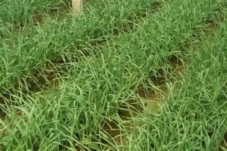 蒜苔长出来能喷喊腐植酸水溶肥和大量元素吗？