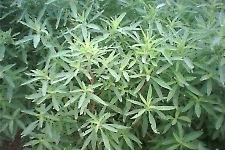 微生物菌剂在菜上面菜可以吃吗