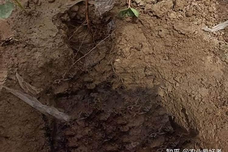微生物菌肥一亩地上多少合适简阳？
