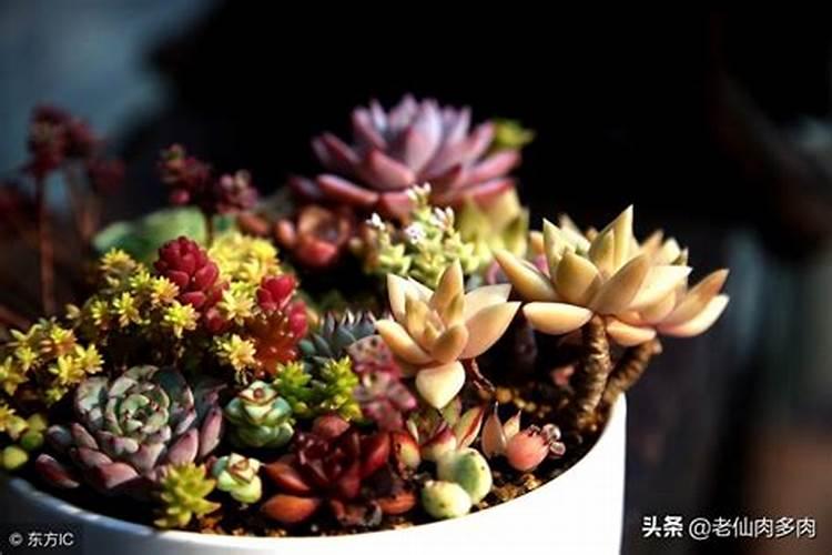 多肉植物施什么肥容易爆盆