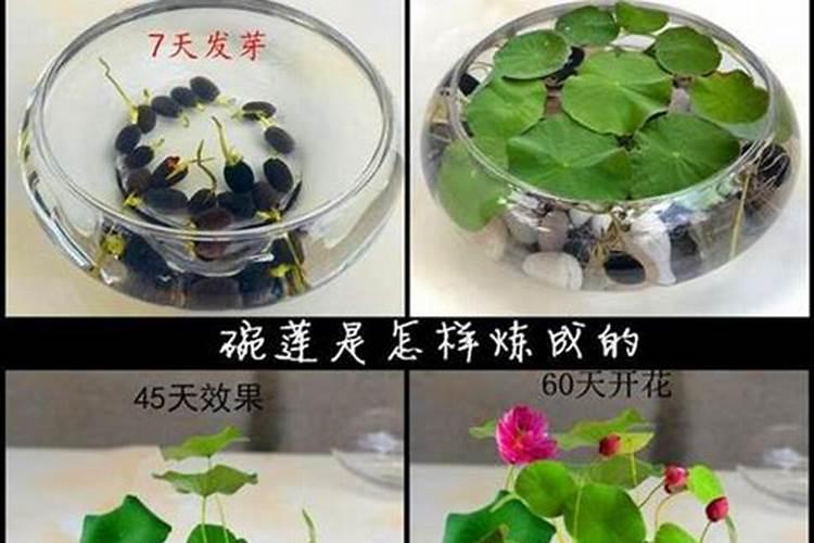 碗莲种子如何处理,怎么样浸泡听语音