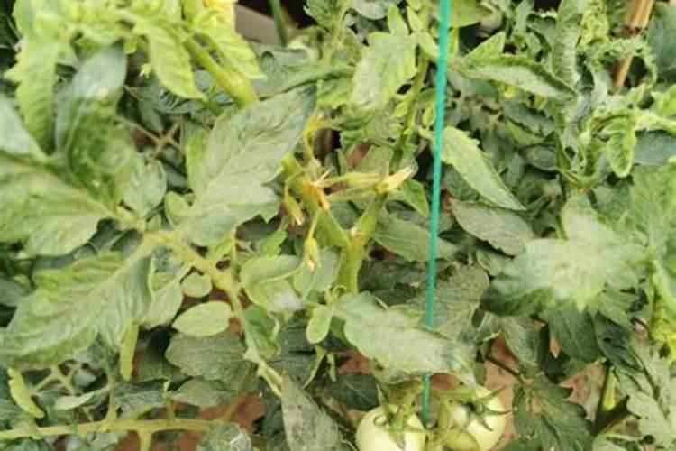 高温季节大棚茄果类蔬菜栽培,如何通过防徒长促开花坐果？