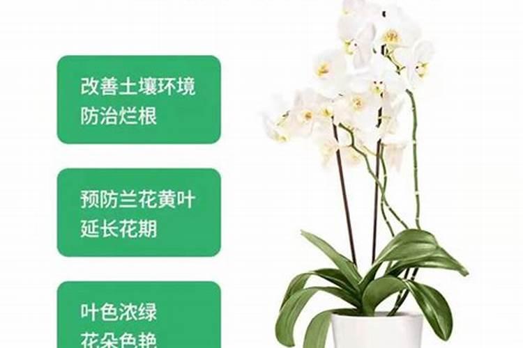 开封2025兰花控释肥和缓释肥的区别在哪？