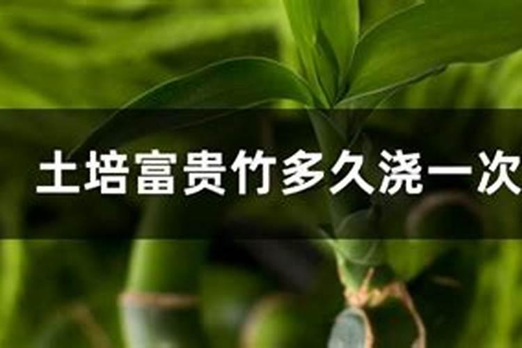土培富贵竹多久浇一次水