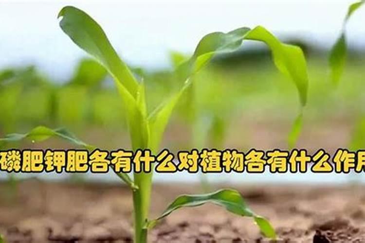 磷肥钾肥氮肥有什么作用,初中.