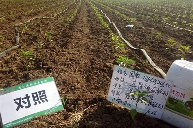 固体腐植酸肥料在蔬菜上怎么施用