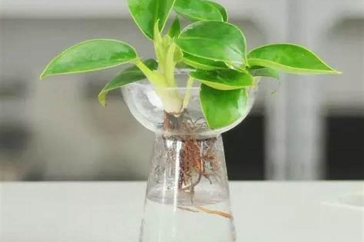 水培花多久换水水培花多长时间更换水。