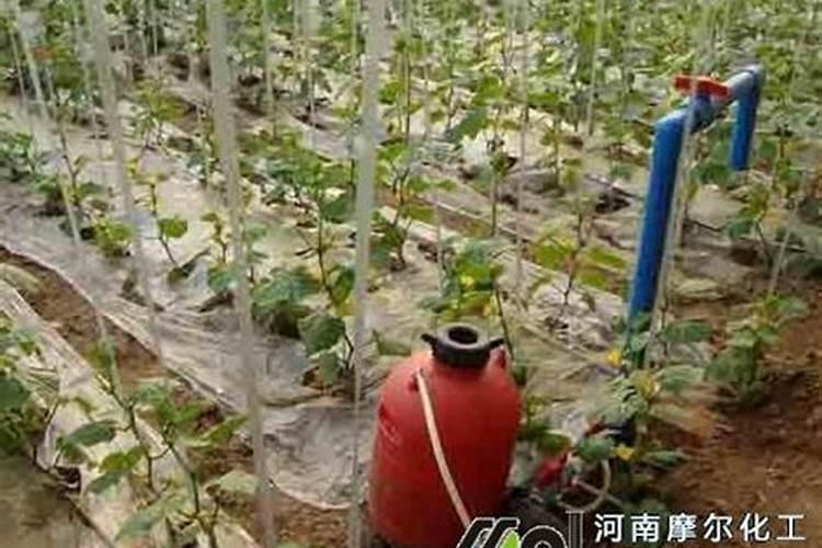 水溶肥冲上几天见效