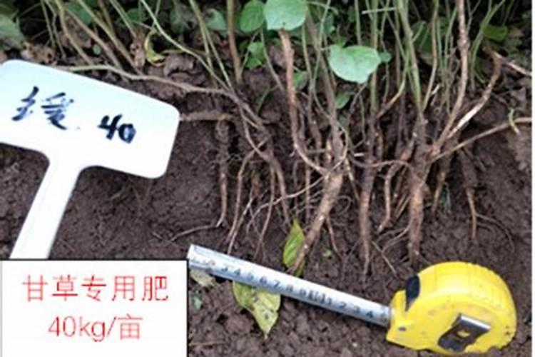 甘草有机肥厂家公司排名榜