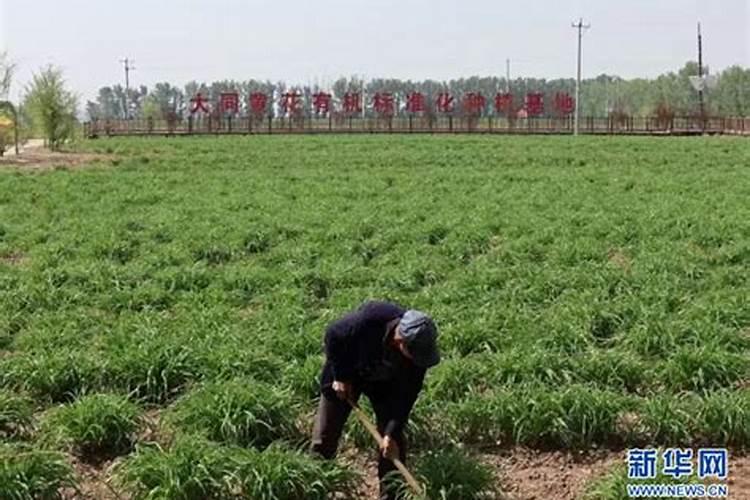 黄花菜化肥生产基地有哪些地方好点？