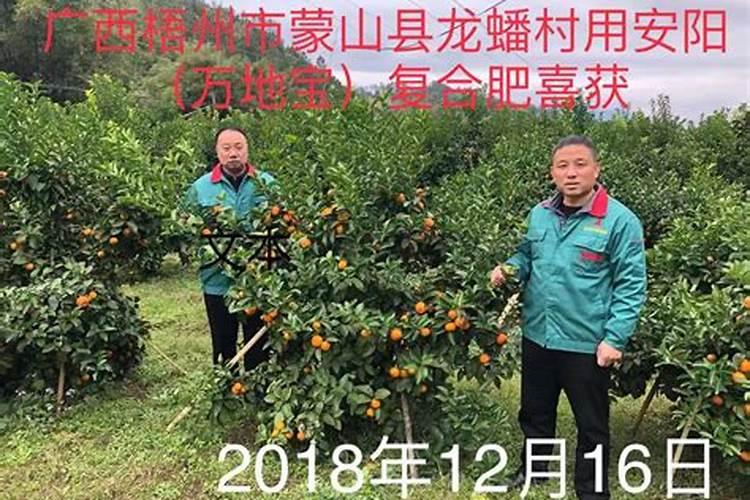 绵阳砂糖橘微生物肥料厂家直销