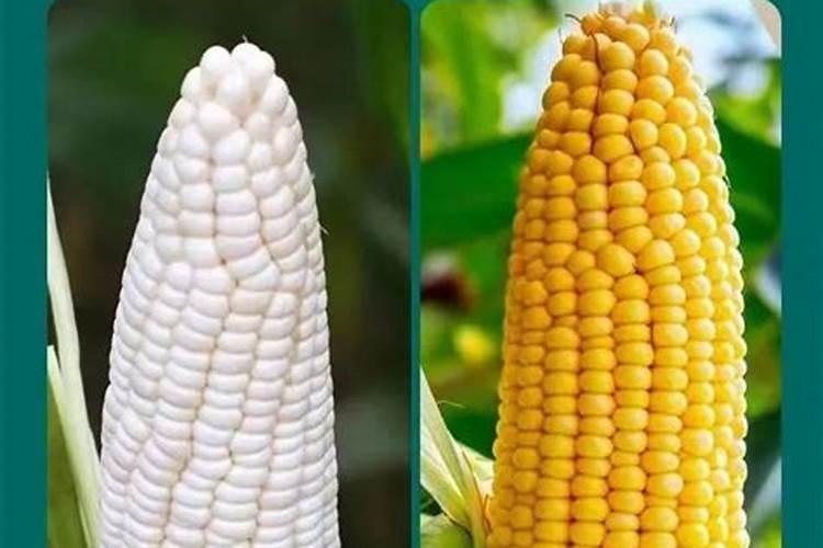 糯玉米生物肥料10大排名