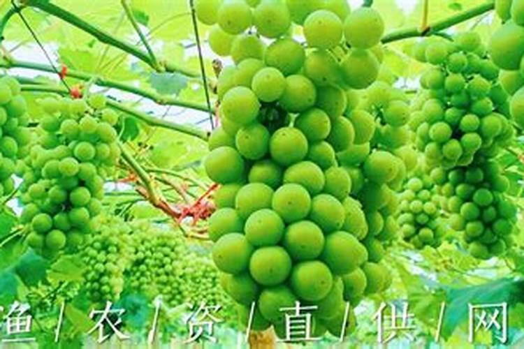 渔朋果,是什么？