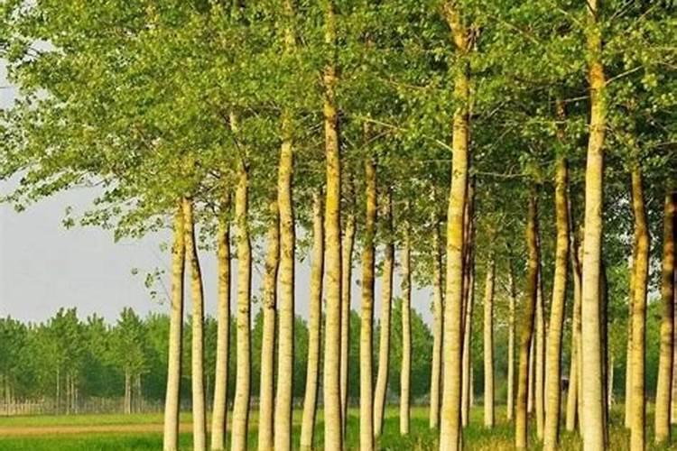 杨树生物肥料的概念及特点是什么安庆？