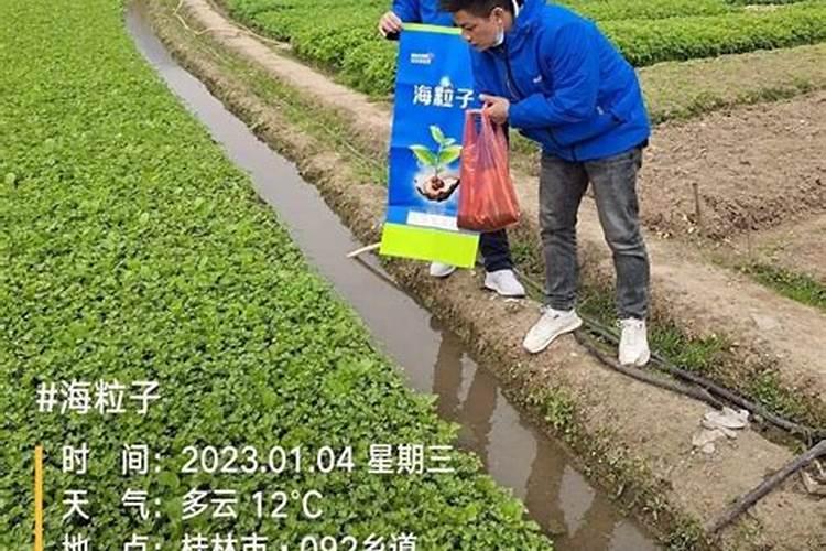 颗粒海藻肥怎么用效果好一点？