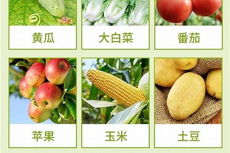 芹菜冲施鱼蛋白长的快吗