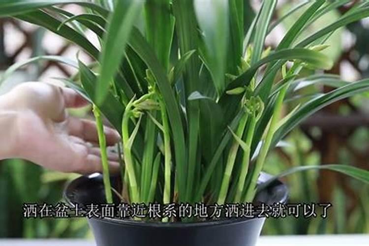 磷酸二氢钾喷到兰花叶面上会留下白色粉末正常吗