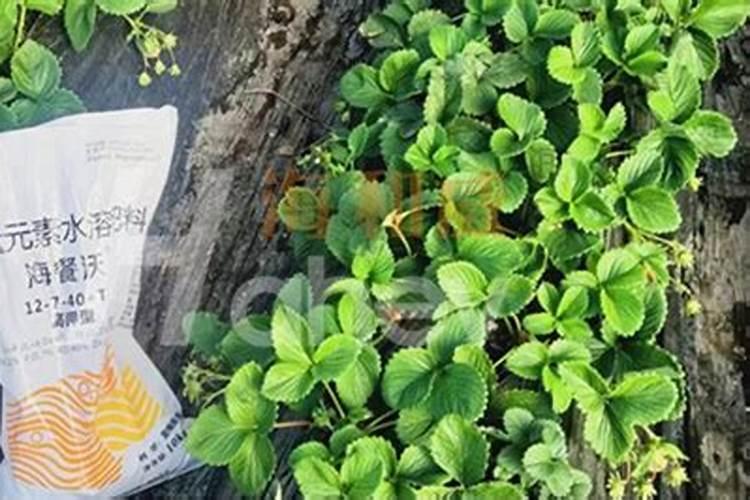 橡皮树想代理个化肥品牌怎么找货源卖2025？