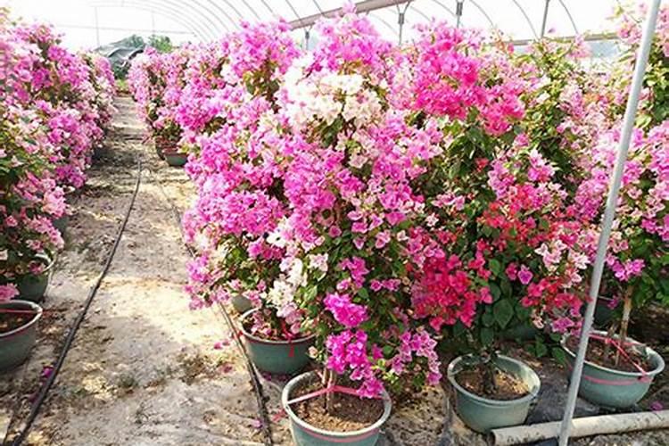 双色三角梅价格多少钱一棵？双色三角梅种植技术介绍