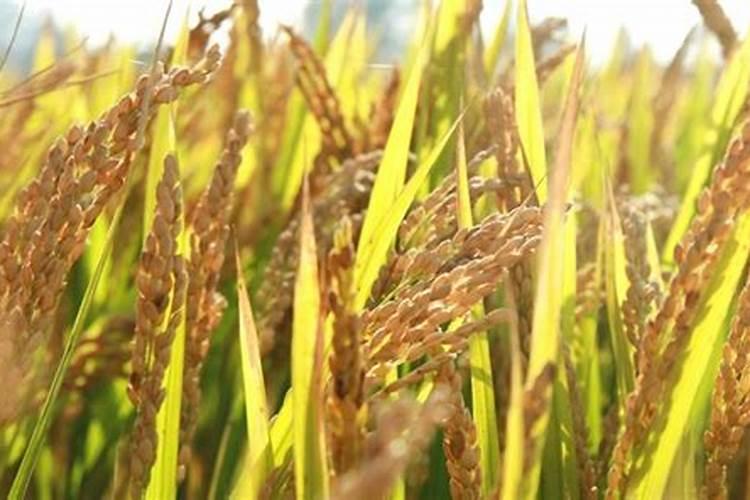 富硒肥料什么牌子的好2025？