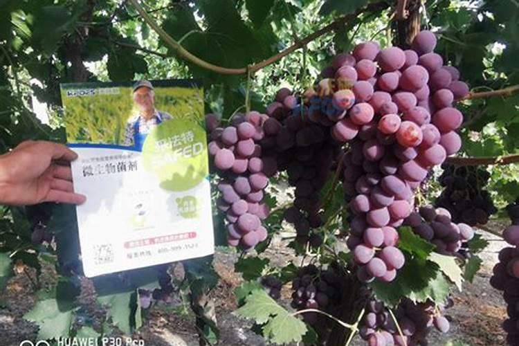 2025葡萄水溶肥料厂家有哪些地方的？
