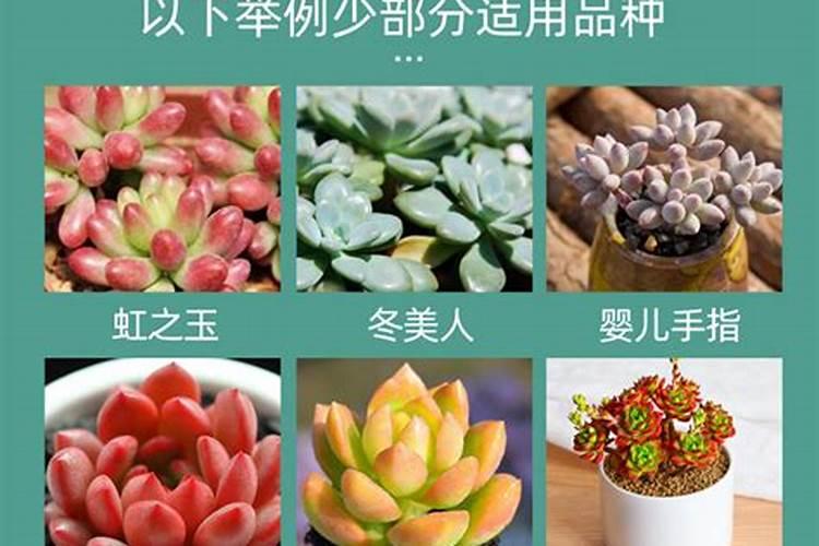 多肉缓释肥和复合肥哪个好养自贡？