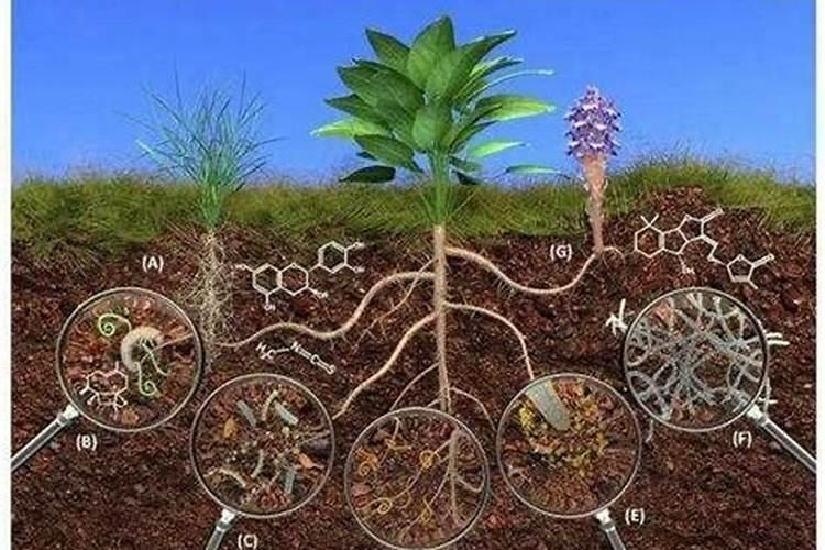 微生物菌剂怎么使用方法？