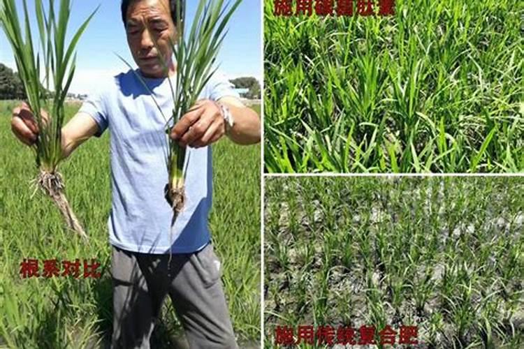 东莞2025核桃生物肥料能代替化肥吗为什么？