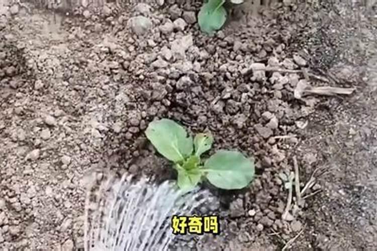 钙镁磷肥对果树的作用与用途