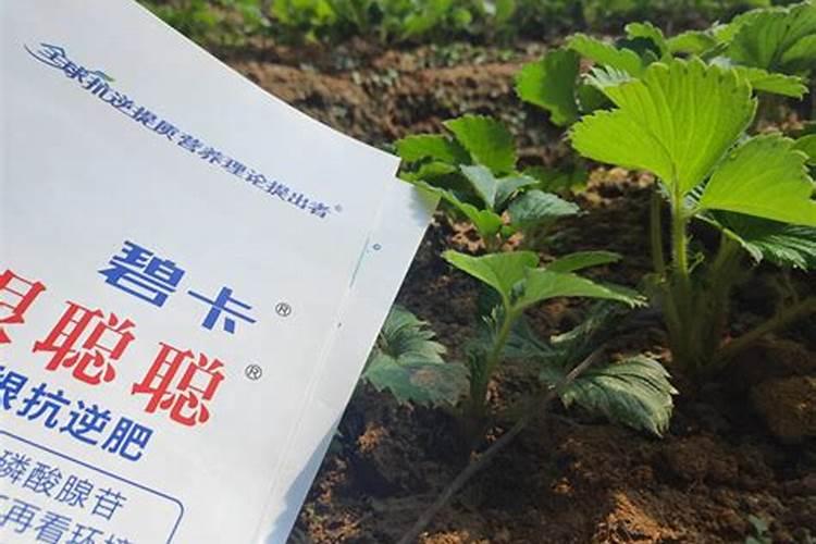 怎样根据草莓需肥特点进行施肥