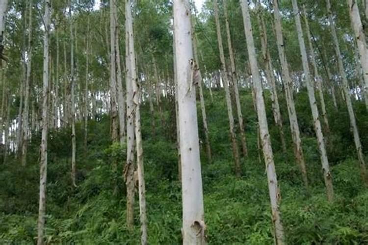 桉树什么时候施肥最好